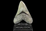 Serrated, Fossil Megalodon Tooth - Collector Quality #112612-1